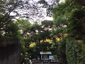 Enoshima forest