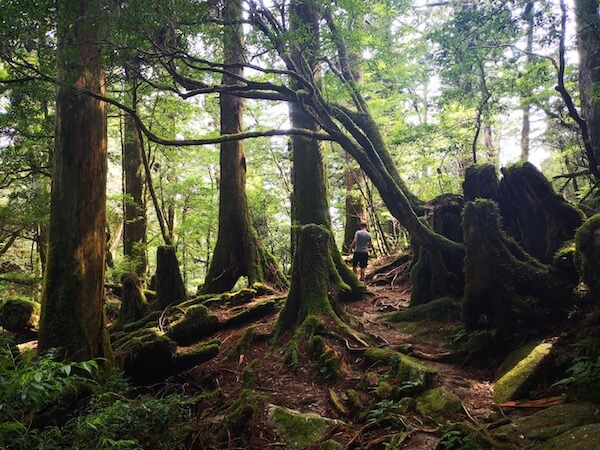 yakushima forest