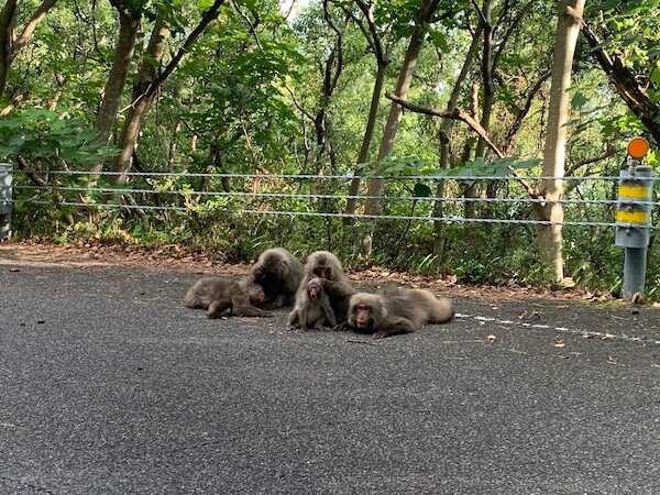 yakushima monkeys