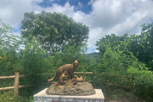 moutain cat of Iriomote